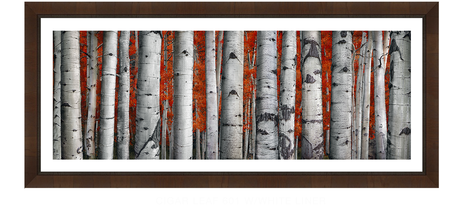 30SASPEN Cigar Leaf 601 w_Wht Liner T